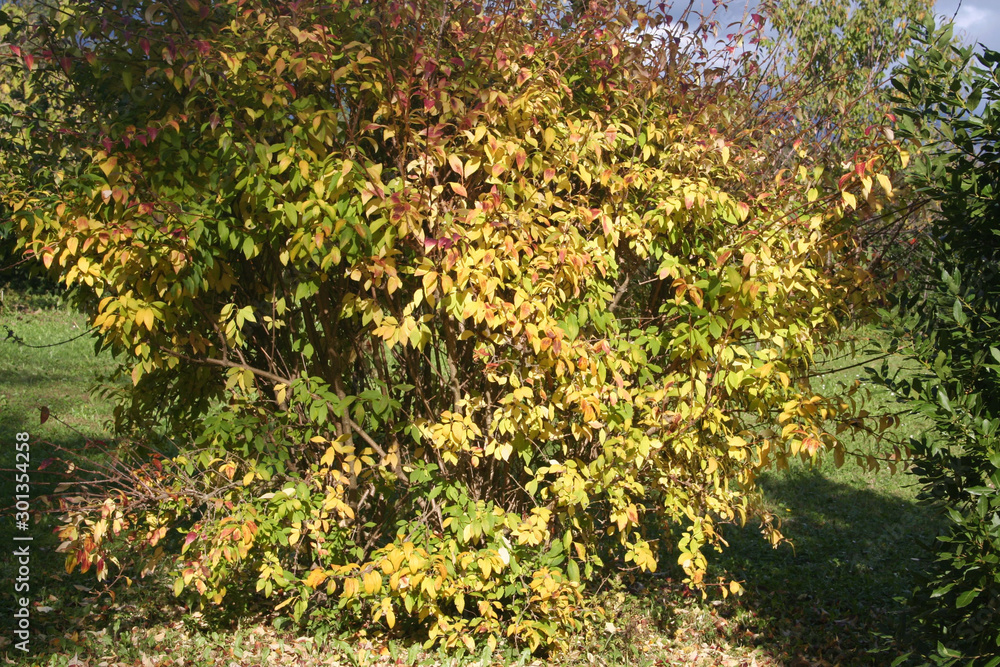 Forsythia bush with yellow leaves in the garden on autumn season on a sunny day Forsythia bush with yellow leaves in the garden on autumn season on a sunny day
