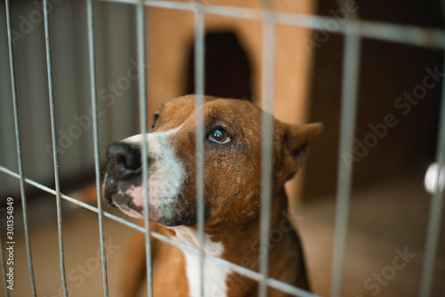 Canvas Print Asylum for dogs, homeless dogs in a cage in animal shelter