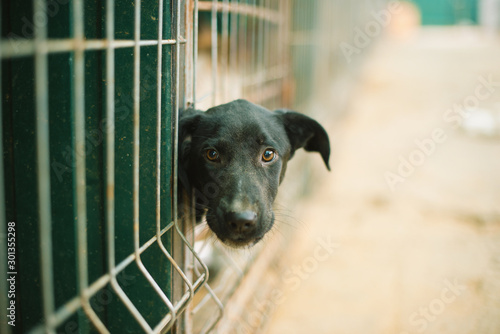 Foto Asylum for dogs, homeless dogs in a cage in animal shelter