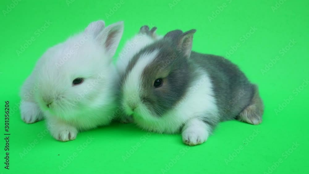 Two baby cute rabbit or new born adorable bunny on green background.Rabbit on green screen. Two baby cute rabbit or new born adorable bunny on green background.Rabbit on green screen.