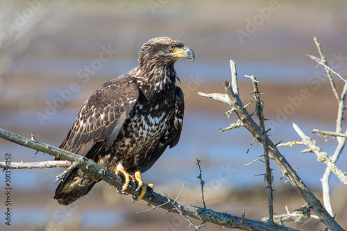 Wall Mural A beautiful, wild juvenile Bald Eagle (Haliaeetus leucocephalus) perched on a dead tree branch over mud flats at low tide