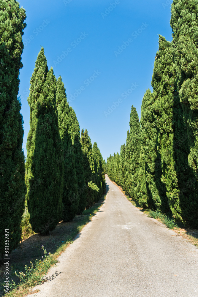Long winding road surrounded on both sides with cypress trees, near Vinci, Tuscany, Italy