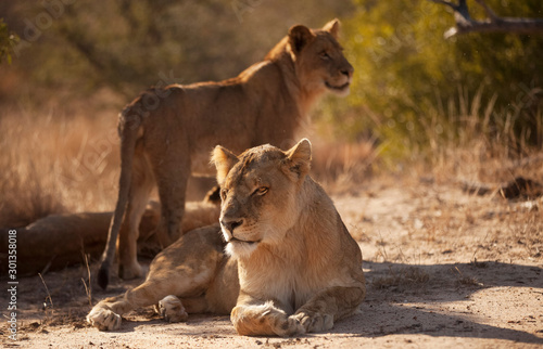 pair of lionesses in Timbavati, South Africa