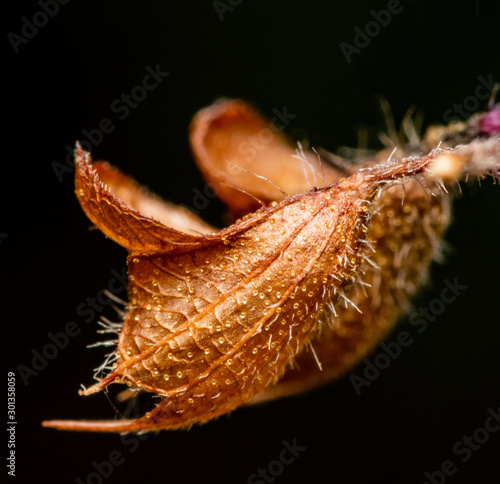 later stage of holy basil flower