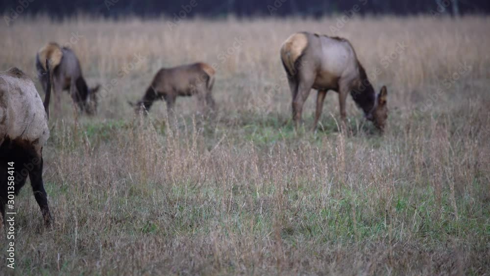 Elk in the fall in the North Carolina Mountains, medium shot. Elk in the fall in the North Carolina Mountains, medium shot.