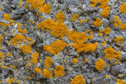 Tableau sur toile Yellow lichen growing on a rock