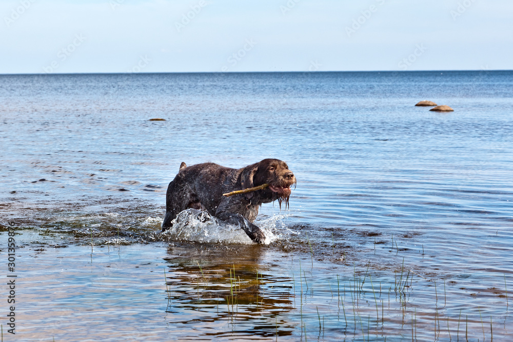 Dynamic portrait of a dog breed Drathaar German Wirehaired pointer running through the water in a spray of water in the sun Dynamic portrait of a dog breed Drathaar German Wirehaired pointer running through the water in a spray of water in the sun