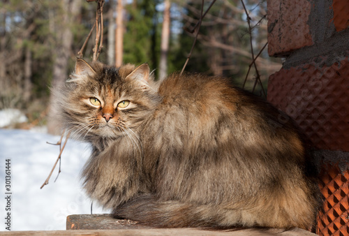 Gray fluffy siberian cat is sitting on the fence