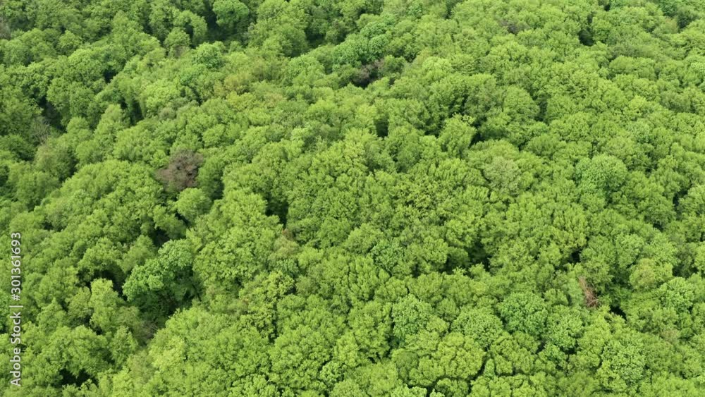 Spring, around the green foliage blossomed. Green beautiful young trees. Aerial view forest. You can use this footage as an amazon forest or any other green forest. Spring, around the green foliage blossomed. Green beautiful young trees. Aerial view forest. You can use this footage as an amazon forest or any other green forest.