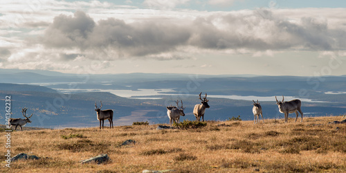 reindeer