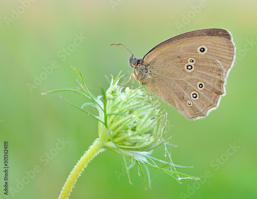 Coenonympha oedippus, the false ringlet, is a species of butterfly in the subfamily Satyridae.