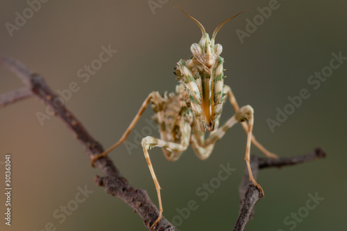 idolomantis diabolica