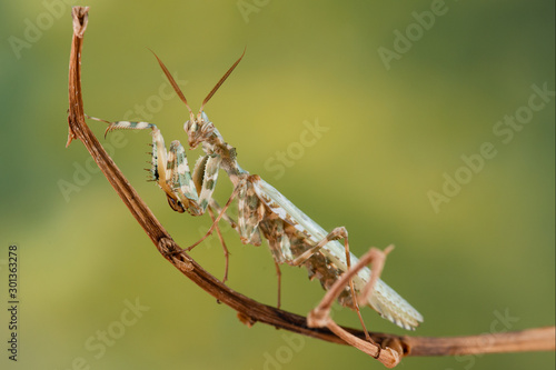 idolomantis diabolica