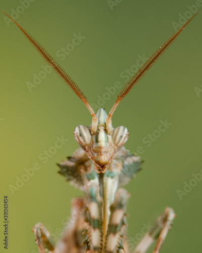 idolomantis diabolica photo