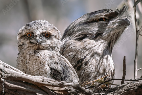 Tawny Frogmouth (Podargus strigoides) with chick photo