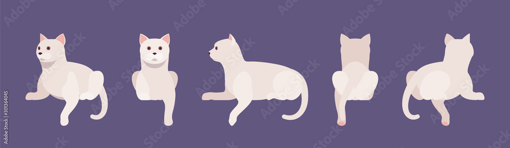 White pedigree cat lying. Active healthy kitten with beautiful fur and light coat, cute funny pet, home playful loving companion. Vector flat style cartoon illustration different views