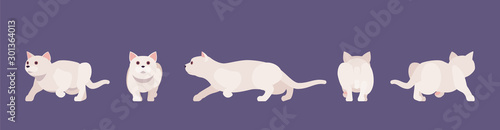 White pedigree cat sneaking. Active healthy kitten with beautiful fur and light coat, cute funny pet, home playful loving companion. Vector flat style cartoon illustration different views