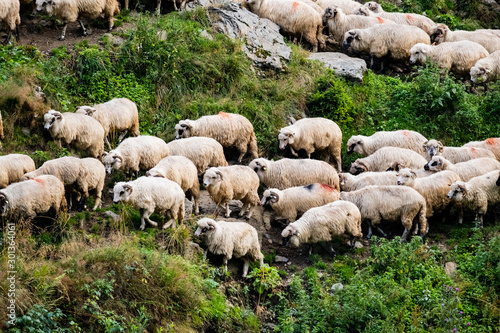 Big flock of white sheeps Romanian mountains