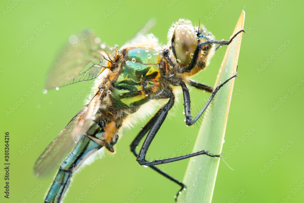 Fototapeta premium Cordulia aenea