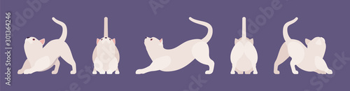 White pedigree cat stretching. Active healthy kitten with beautiful fur and light coat, cute funny pet, home playful loving companion. Vector flat style cartoon illustration different views