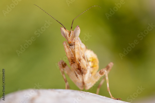 Creobroter gemmatus photo