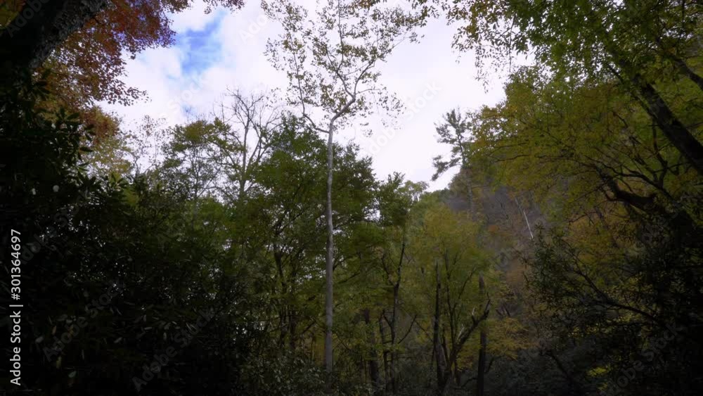 The forest in the North Carolina mountains, panning from the sky to a stream. The forest in the North Carolina mountains, panning from the sky to a stream.