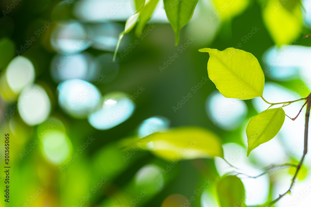 Naklejka premium Close up of house plant branch with leaves in sunlight