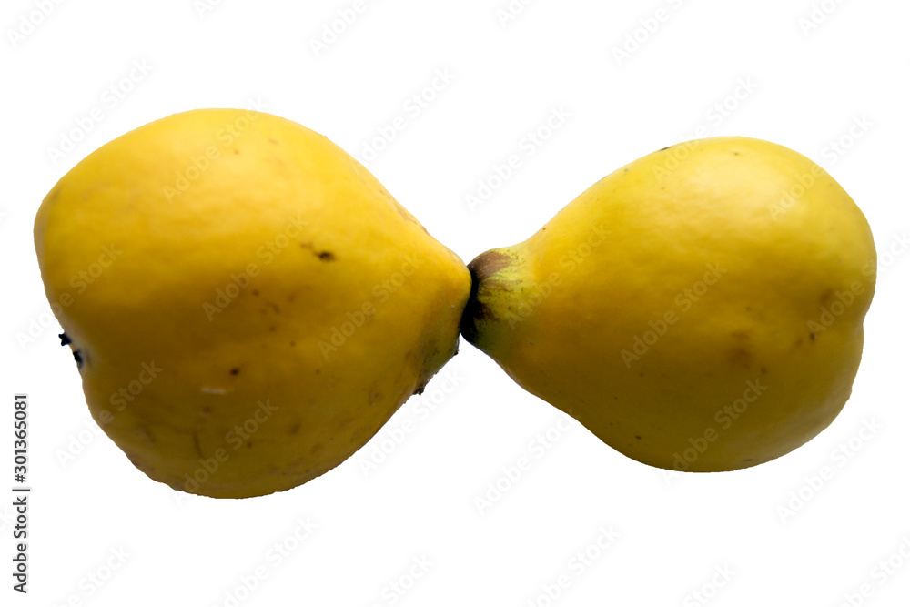 Two big organic quince on white background