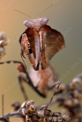 deroplatys lobata photo