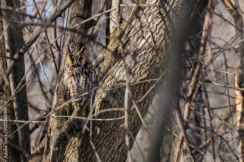 Fotografi Long eared owl resting during midwinter.