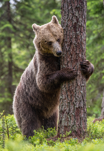 Brown bear stands on its hind legs by a tree in a summer forest. Scientific name: Ursus Arctos ( Brown Bear). Green natural background. Natural habitat.