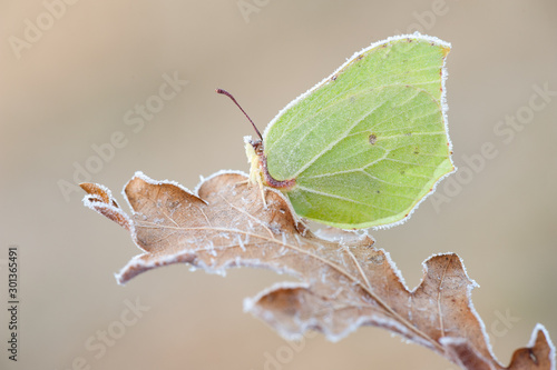 Gonepteryx rhamni)