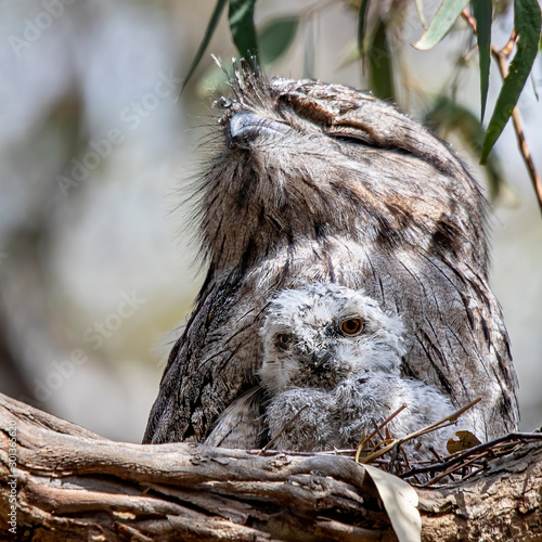 Tawny Frogmouth (Podargus strigoides) with chick photo