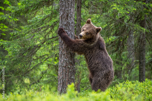 Brown bear stands on its hind legs by a tree in a summer forest. Scientific name: Ursus Arctos ( Brown Bear). Green natural background. Natural habitat. © Uryadnikov Sergey