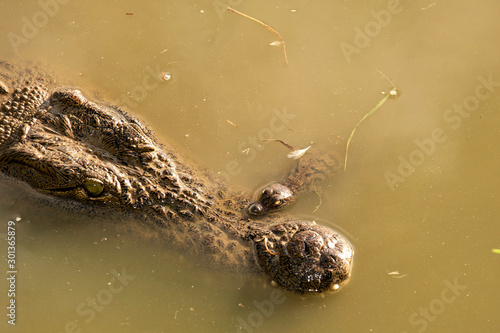 Nile crocodile, Mother and hatched baby, caring, carrying, taking the baby to water