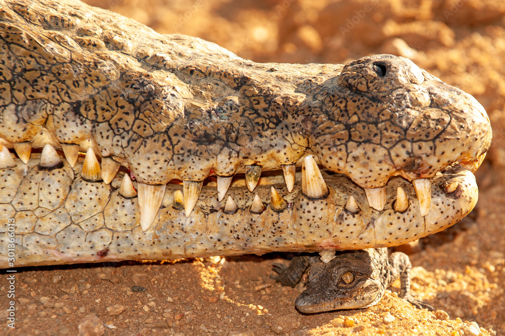 Fototapeta premium Nile crocodile, Mother and hatched baby, caring, carrying, taking the baby to water