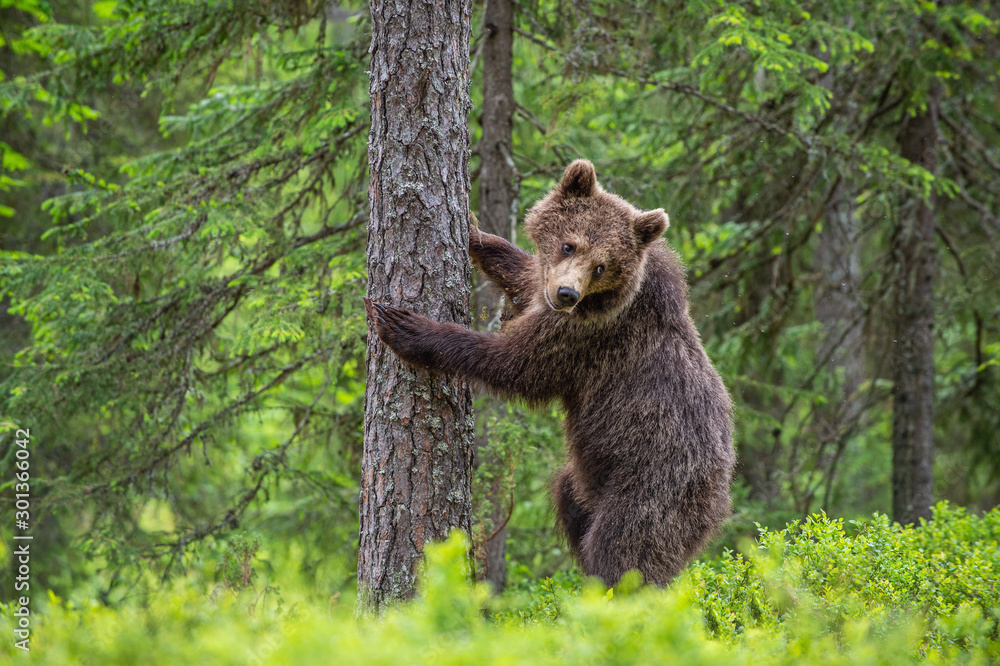 Obraz premium Brown bear stands on its hind legs by a tree in a summer forest. Scientific name: Ursus Arctos ( Brown Bear). Green natural background. Natural habitat.