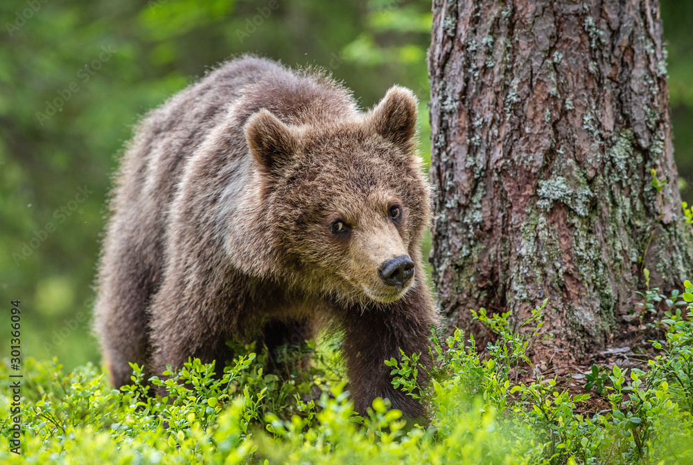 Juvenile Brown Bear in the summer forest. Green forest natural background. Scientific name: Ursus arctos. Natural habitat. Juvenile Brown Bear in the summer forest. Green forest natural background. Scientific name: Ursus arctos. Natural habitat.