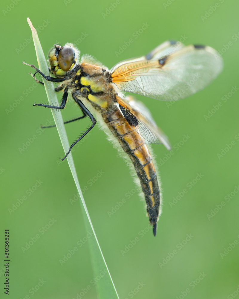 dragonfly dragonfly