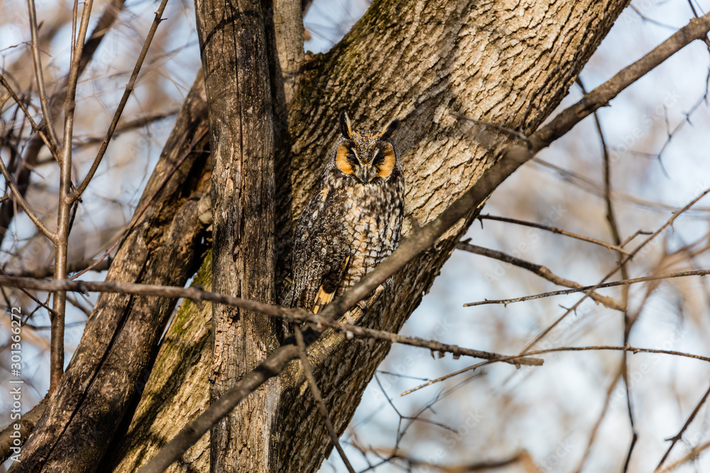 Long eared owl resting during midwinter. Long eared owl resting during midwinter.
