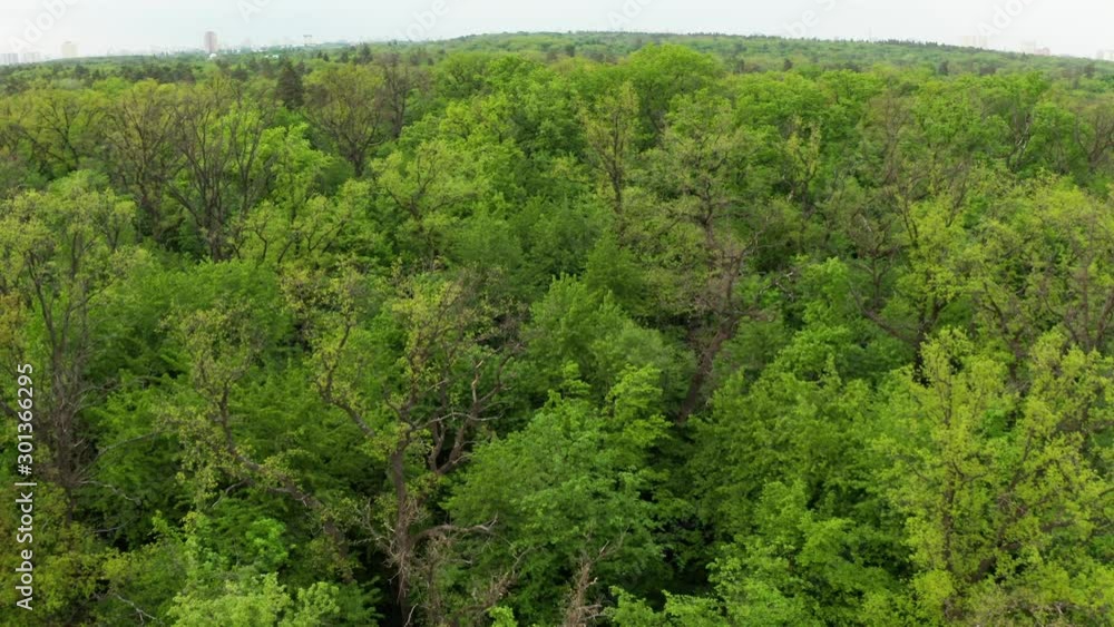 Spring, around the green foliage blossomed. Green beautiful young trees. Aerial view forest. You can use this footage as an amazon forest or any other green forest. Spring, around the green foliage blossomed. Green beautiful young trees. Aerial view forest. You can use this footage as an amazon forest or any other green forest.