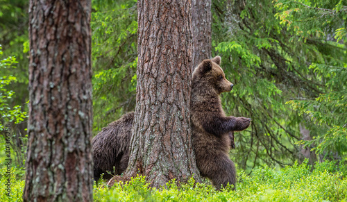 Brown bear stands on its hind legs by a tree in a summer forest. Scientific name: Ursus Arctos ( Brown Bear). Green natural background. Natural habitat. © Uryadnikov Sergey