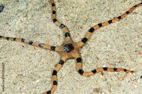 starfish on the sand bottom