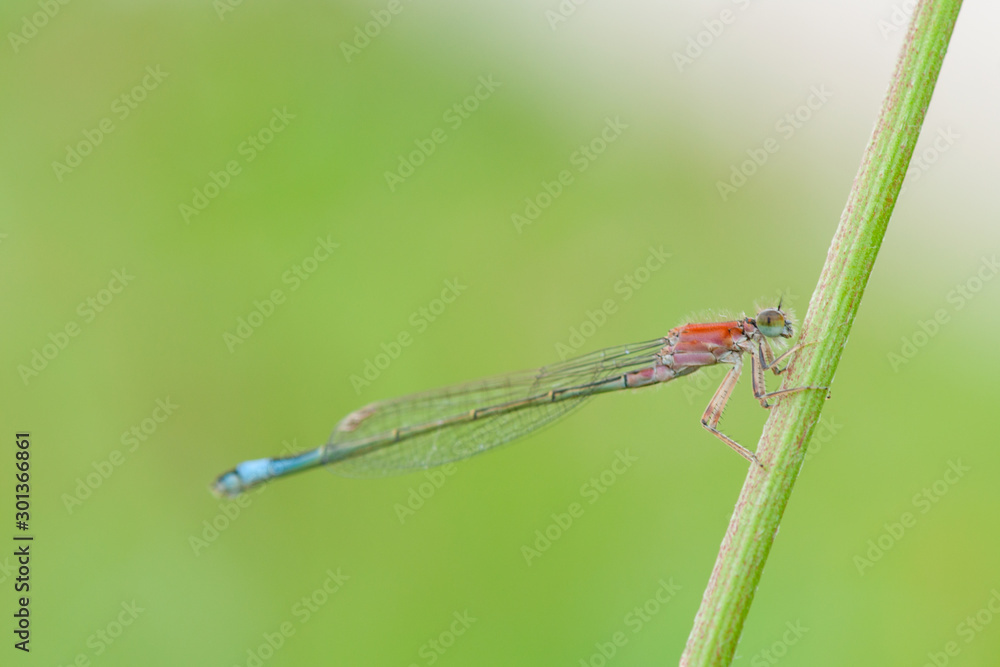 dragonfly dragonfly