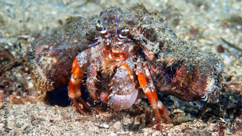 Hermit crab on the beach © Alexei Alekhin