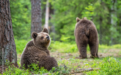 Cubs of Brown Bear in the summer forest. Green natural background. Natural habitat. Scientific name: Ursus arctos.