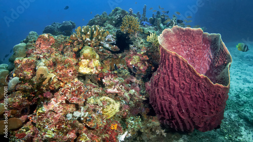 coral reef with tropical fish photo
