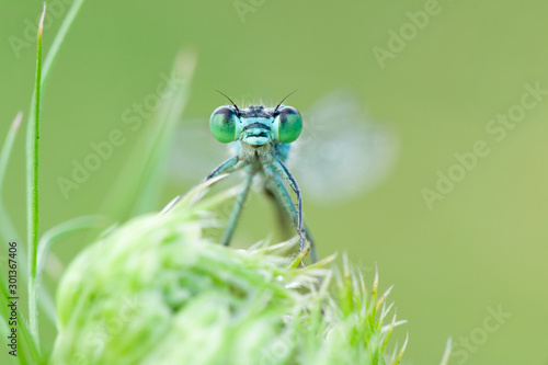 Odonata dragonfly © piotr