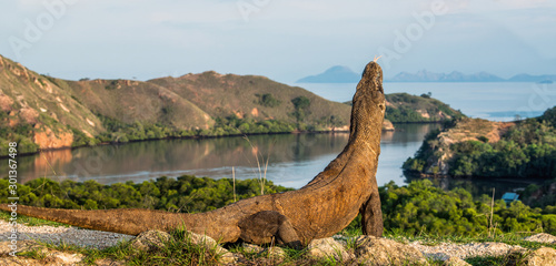 The Komodo dragon. Portrait on landscape of Rinca Island.Scientific name  Varanus komodoensis. Natural habitat. Island Rinca. Indonesia