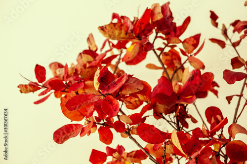 Bouquet of dry flowers in interior close up